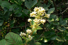 Polygonum dichotomum